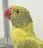Halsbandparkieten '25, Dieren en Toebehoren, Vogels | Parkieten en Papegaaien, Meerdere dieren, Parkiet, Geringd
