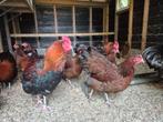 Sussex hoenders, Dieren en Toebehoren, Pluimvee, Meerdere dieren, Kip