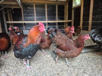 Sussex hoenders  beschikbaar voor biedingen