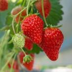 Aardbei - Fragaria anannans white/roze, Ophalen of Verzenden, Zomer, Volle zon