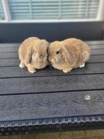 Raszuivere mini lop konijntjes, Mannelijk, Klein, 0 tot 2 jaar, Hangoor