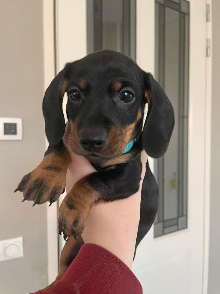 Kleine dwergteckel pup, black and tan, reutje, Dieren en Toebehoren, Honden | Teckels en Dashonden, Reu, Korthaar, Dwerg, Particulier
