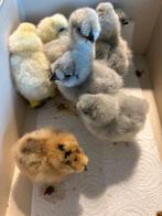 Zijdehoen/zijdehoender kuikens, Dieren en Toebehoren, Pluimvee, Geslacht onbekend, Kip