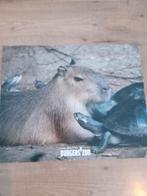 Capibara en schildpad poster Burgers' Zoo, Gebruikt, Rechthoekig Liggend, Ophalen of Verzenden, A1 t/m A3