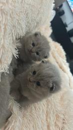 britse korthaar kittens Lilac/creme, Dieren en Toebehoren, Katten en Kittens | Raskatten | Korthaar, Meerdere dieren, Gechipt
