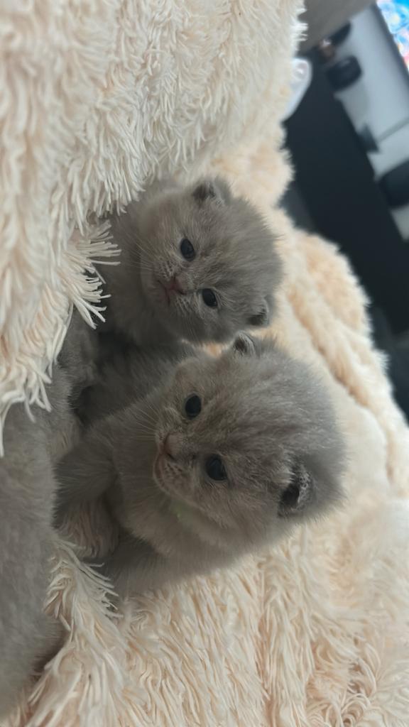 britse korthaar kittens Lilac/creme, Dieren en Toebehoren, Katten en Kittens | Raskatten | Korthaar, Meerdere dieren, 0 tot 2 jaar