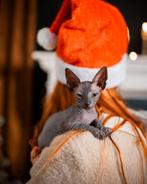 Mooie Sphynx kitten ,Het perfecte cadeau voor Kerstmis, Dieren en Toebehoren, Katten en Kittens | Raskatten | Korthaar, Poes, Gechipt