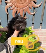 Boomer pup, Overige rassen, 8 tot 15 weken, Meerdere, Meerdere dieren