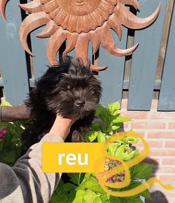 Boomer pup beschikbaar voor biedingen