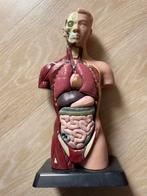 Mini torso van het menselijk lichaam anatomie model, Diversen, Schoolbenodigdheden, Ophalen of Verzenden, Zo goed als nieuw
