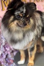 Ervaren Bleu Merle pomeriaan als dekreu(Niet te koop), Dieren en Toebehoren, Honden | Dekreuen, Nederland, Reu, CDV (hondenziekte)