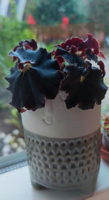 Begonia Black Mamba beschikbaar voor biedingen