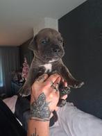 Prachtige Cane Corso pups, Dieren en Toebehoren, Overige rassen, 8 tot 15 weken, Meerdere, Meerdere dieren