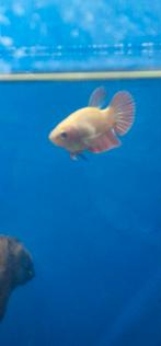 Betta vrouw, Karper of Koi