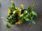 9 Lepelplanten, Ophalen, Overige soorten, Halfschaduw, Minder dan 100 cm