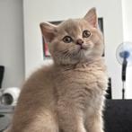 Britse kitten ( poes ), 0 tot 2 jaar