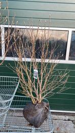 Volle bossen magnolia ‘suzan’, Ophalen, Lente, Volle zon, Overige soorten