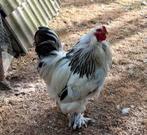 Brahma- haan te koop, Dieren en Toebehoren, Pluimvee, Mannelijk, Kip