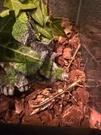 Twee Soorten Wandelende Takken, Dieren en Toebehoren, Insecten en Spinnen, Wandelende tak