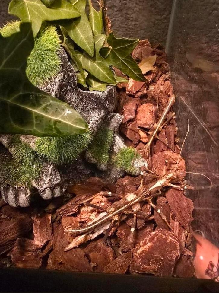 Twee Soorten Wandelende Takken, Dieren en Toebehoren, Insecten en Spinnen, Wandelende tak