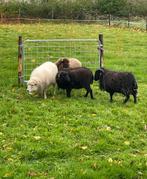 Zwart Ouessant ram te koop, Mannelijk, Schaap, 0 tot 2 jaar