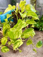 Epipremnum Marble Queen p12, Ophalen of Verzenden, Halfschaduw, Minder dan 100 cm