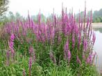 waterlelie, bloeiende oeverplanten, vijverplanten, Ophalen of Verzenden, Zomer, Vijverplanten, Volle zon