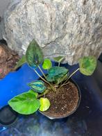 Begonia Dinhdui, Ophalen of Verzenden, Halfschaduw, Minder dan 100 cm