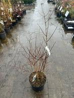 Boerenjasmijn - Philadelphus Virginalis, Tuin en Terras, Planten | Tuinplanten, Ophalen, Volle zon, Vaste plant, Klimplanten