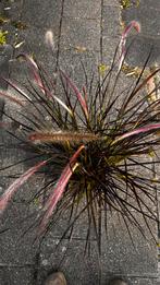 Pennisetum set. rubrum dwarf, Ophalen, Zomer, Overige soorten, Volle zon