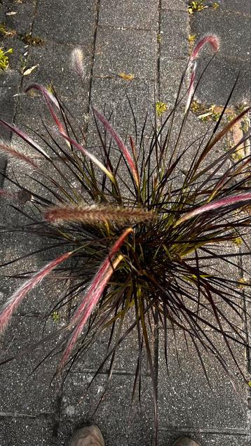 Pennisetum set. rubrum dwarf beschikbaar voor biedingen