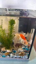 Goudvis blub, 2,5 jaar zoekt vriendjes, Dieren en Toebehoren, Vissen | Aquariumvissen, Overige typen, Zoetwatervis