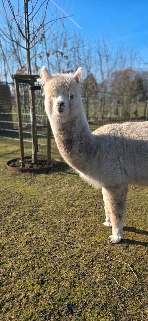Alpaca ruin (2 jaar oud), Dieren en Toebehoren, Overige Dieren, Mannelijk, Voor 1 juli 2024