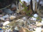 Tijger garnalen/Tiger shrimp