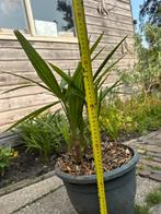 Chinese waaierpalm of Trachicarpus Fortunei, Tuin en Terras, Planten | Bomen, 100 tot 250 cm, Zomer, Palmboom, Ophalen