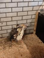 Loop eendjes, Dieren en Toebehoren, Geslacht onbekend, Eend