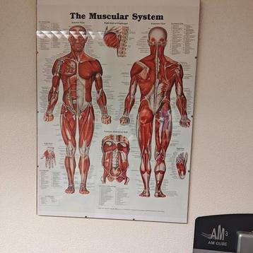 Anatomie posters beschikbaar voor biedingen