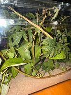 Volwassen vrouwelijke wandelende takken, Dieren en Toebehoren, Reptielen en Amfibieën, Overige soorten, 0 tot 2 jaar