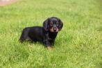 Black and tan dwerg teckel pup uit geteste ouders, Dieren en Toebehoren, Honden | Teckels en Dashonden, Meerdere, 8 tot 15 weken