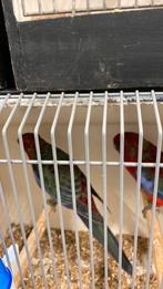 Pennant rosella, Dieren en Toebehoren, Vogels | Parkieten en Papegaaien, Meerdere dieren, Parkiet, Geringd