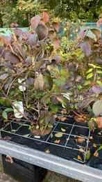 Viburnum grandiflorum, Ophalen, Overige soorten, Halfschaduw