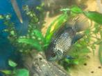Bleu electric, Dieren en Toebehoren, Vissen | Aquariumvissen, Vis