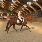 Foxy Foxtrot E pony merrie, B, E pony (1.48m - 1.57m), Merrie, Gechipt