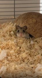 Chinese hamster + kooi + spullen, Dieren en Toebehoren, Knaagdieren, Oktober, Vrouwelijk, Hamster