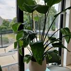 Stelitzia kamerplant, Ophalen, Overige soorten