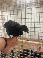 Ayam cemani kippen, Dieren en Toebehoren, Pluimvee, Meerdere dieren, Kip
