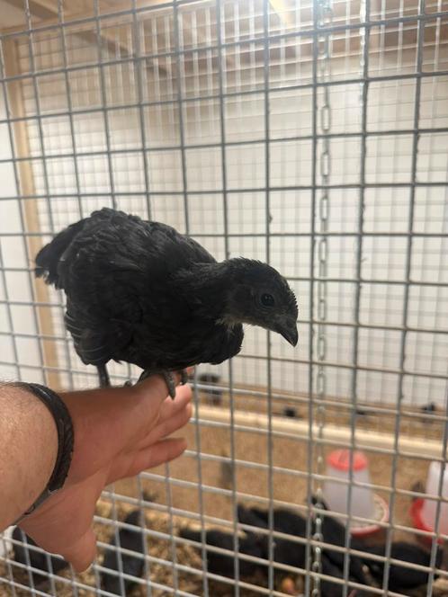 Ayam cemani kippen, Dieren en Toebehoren, Pluimvee, Kip, Meerdere dieren