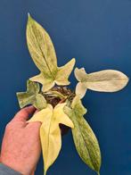 Philodendron Florida Ghost p12 (5)