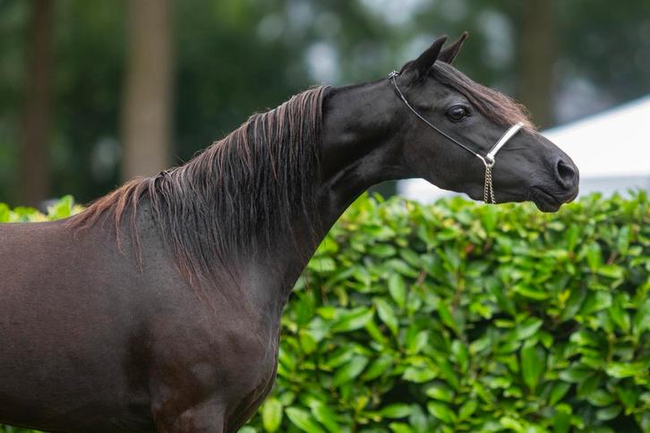 Zwarte NMPRS superster merrie, Dieren en Toebehoren, Pony's, Merrie, Niet van toepassing, A pony (tot 1.17m), 7 tot 10 jaar, Met stamboom