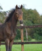 Hengstveulen van Secret usb, Minder dan 160 cm, Niet van toepassing, Dressuurpaard, 0 tot 2 jaar